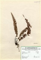 藏品(鐵角蕨)的圖片